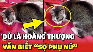 BẰNG CHỨNG cho thấy đến Hoàng Thượng cũng biết SỢ PHỤ NỮ trong gia đình 😂 | Yêu Lu