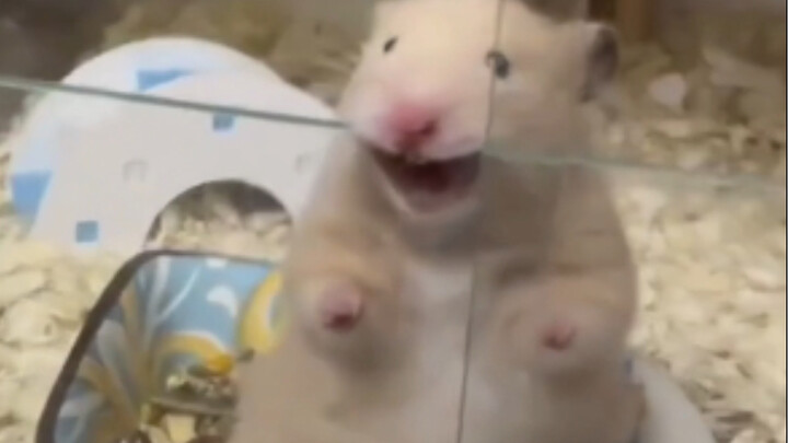 "Other people raise their pets well, but I raise them to death"