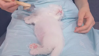 ลูกแมวนอนบนตัก