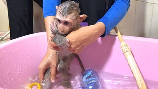 In the shower monkey Mino with Mom