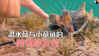 The wonderful friendship between a Dutch diver and an octopus—it's like a fairy tale.