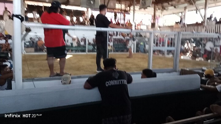 malahing manok vs tagalog na manok. galing walang sugat.