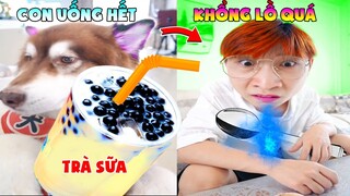 Thú Cưng Vlog | Ngáo Husky Troll Bố #24 | Chó husky thông minh vui nhộn | Smart dog funny pets