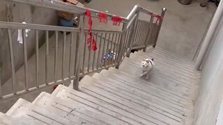 My dog has a spirit of never giving up