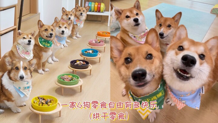 Seberapa bahagia keluarga dengan 6 ekor anjing yang bebas menikmati camilan?