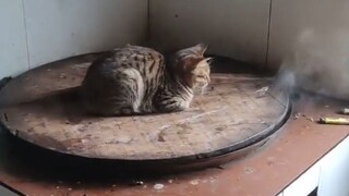 Apakah kucing kecil ini begitu serius saat menghangatkan diri?