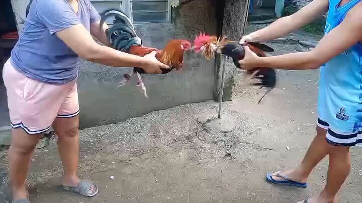 manok ni weng