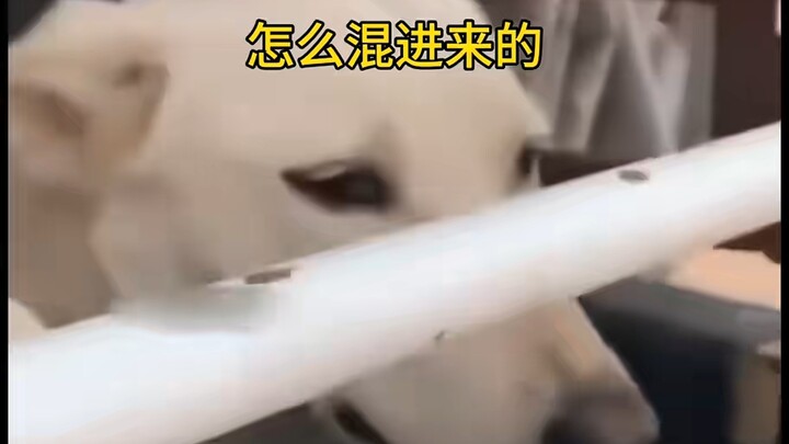 ขำตายเลย