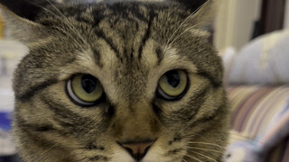 The kitten was unable to prove that he was a tabby cat and was defeated!