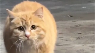 KUCING GEMOY!!!