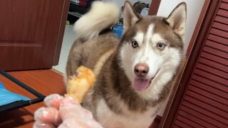 عندما يرغب الكلب الهاسكي في أكل طعامك، ما رد فعله إذا قمت بإصدار همهمة منخفضة تجاهه؟