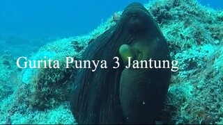 Gurita Punya 3 Jantung