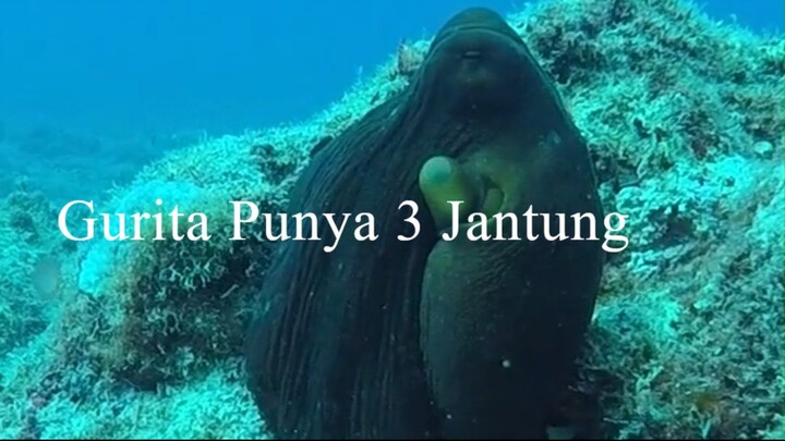 Gurita Punya 3 Jantung
