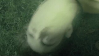 Cedric left, leaving behind his father who loved him most, and his beloved Autumn.