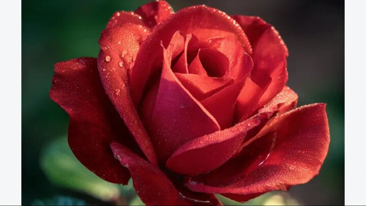 The 🌹 got flowered 😌