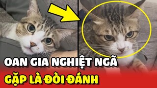 Mối duyên NGHIỆT NGÃ giữa chàng trai và chú mèo cứ gặp là ĐÒI ĐÁNH 😂 | Yêu Lu