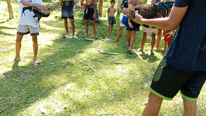 Sunday grind olats mataas matanda kalaban #sabong