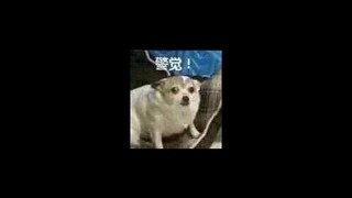 霉霉再次涉嫌抄袭？？？