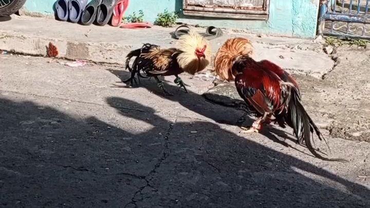 2x winner hiraw vs 3x winner sweater spar