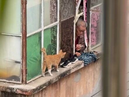 The dairy cow cat has lost it!