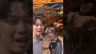 Beli sapi raksasa buat qurban !’