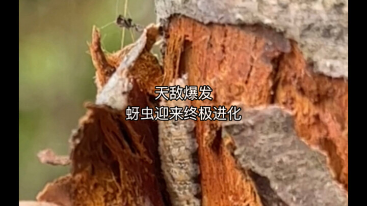 There are more and more natural enemies—aphids have actually evolved!