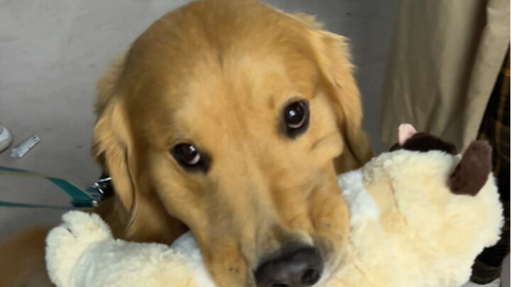 Thankfully, I only picked one… #GoldenRetriever #CutePetDailyLogs #CutePetDebutPlan