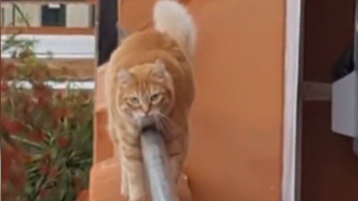 Cats never take the ordinary path!