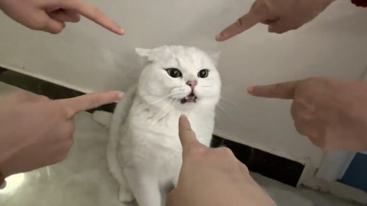 "The Big Awkward Moment of the Little Kitten"