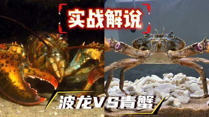 【Jepitan Baja vs Kepiting Raksasa】Pertarungan Epik Antara Kepiting Biru dan Lobster Raksasa, Pertaru