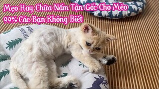 Mẹo Hay Chữa Nấm Tận Gốc Cho Mèo - 99% Các Bạn Không Biết