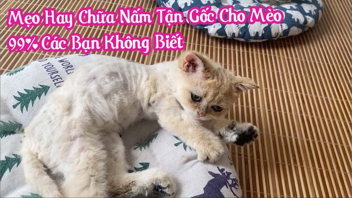 Mẹo Hay Chữa Nấm Tận Gốc Cho Mèo - 99% Các Bạn Không Biết