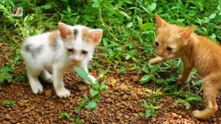 Orphan kittens hungry after playing tired