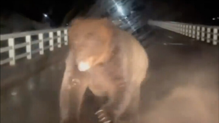 Bear-related incidents in Japan are now threatening even Tokyo. On November 6, according to the offi