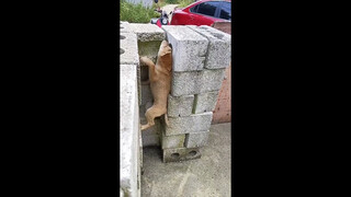 «بعض الكلاب خُلقت لتبقى حرة» —— فداء شاوشنغ للكلاب