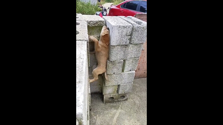 “有些狗天生就是关不住的”             ——肖申狗的救赎