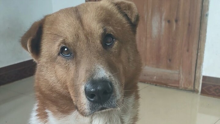 A street dog who knows the ropes always picks the smallest piece for itself #SuchCuteEyes #TheCutest