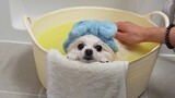 มาชื่นชมสุนัขแสนสวยอาบน้ำอย่างสงบ