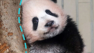 Xiang Xiang's return to China was delayed for the second time. Japanese netizens were thrilled: You might as well send another one over!