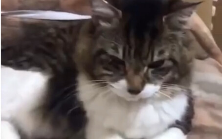 Once you extend your arm in front of a cat, you can never pull it back…