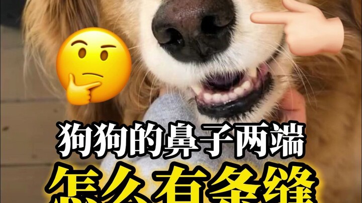 Why is there a crack on both sides of the dog's nose?