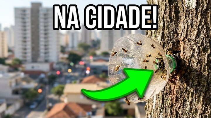 Minha Primeira captura e meu primeiro enxame de Abelha Jataí
