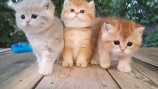Bạn sẽ đắm chìm trong sự cute x3 này :)))