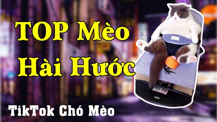 Những bé mèo dễ thương, siêu cute hài hước || Tik Tok Chó Mèo