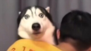Chó: Đừng Có Nhìn, Cứu Tôi!