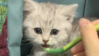 Seberapa cepat seekor kucing mengubah wajahnya?