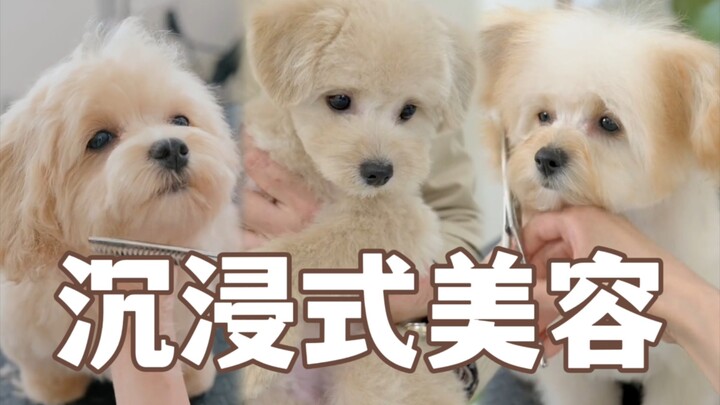 Perawatan anjing kecil yang super nyaman dan imersif