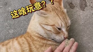 农村猫猫第一次吸猫薄荷！看看这批货纯不纯