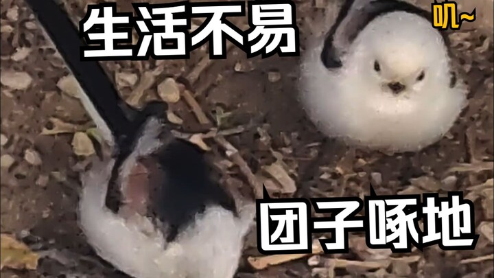 The long-tailed tit has come to our school! I got it on camera! It’s looking right at me! So cute!