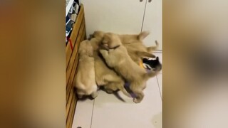 Parkour 😂😂 cat cats funnycat dog puppy funnyvideo 😂